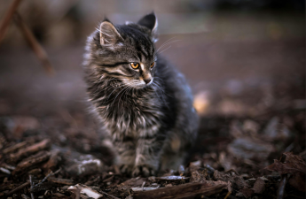 Understanding and Correcting 10 Common Behavioral Issues in Cats